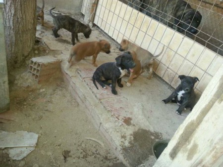 URGENTE,CACHORROS CURCE DE PITBULL